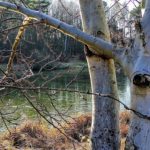 drzewo nad jeziorkiem - masza grander kogel mogel blog